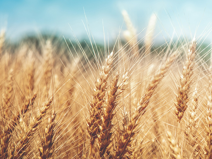 Crop shortage