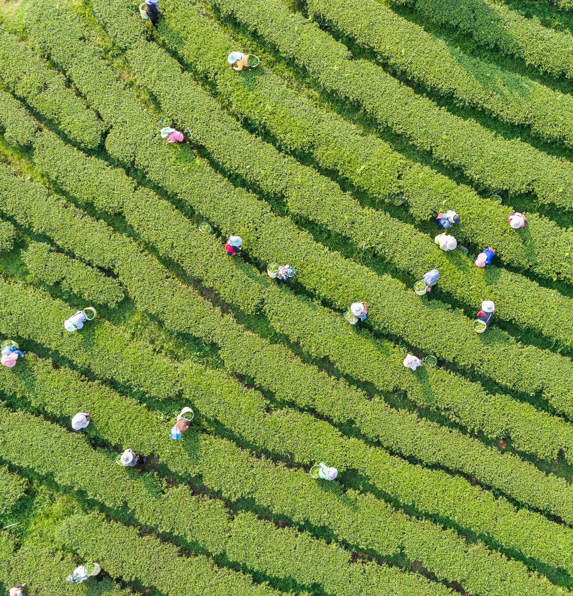 Workers picking tea leaves at a tea plantation in north of Thailand.