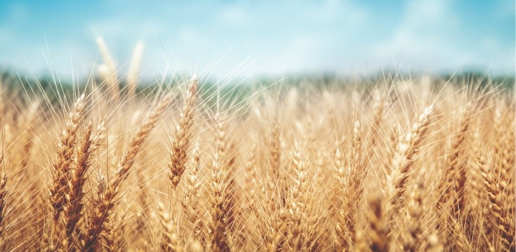 image of barley growing in a field to illustrate crop monitoring with Everstream Analytics